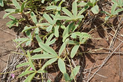 Tephrosia lupinifolia, photographed by Andrew Hankey