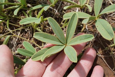 Tephrosia lupinifolia, photographed by Andrew Hankey