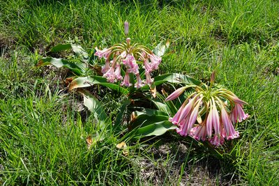 Crinum stuhlmannii, photographed by Andrew Hankey