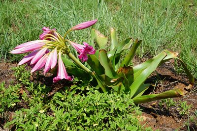 Crinum graminicola, photographed by Andrew Hankey