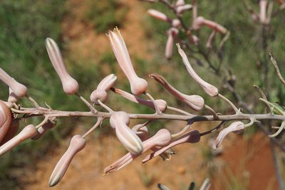Aloe zebrina, photographed by Andrew Hankey