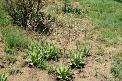 Aloe transvaalensis, photographed by Andrew Hankey