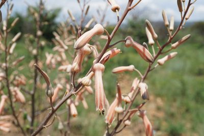 Aloe transvaalensis, photographed by Andrew Hankey