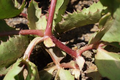 Cyphostemma spinosopilosum, photographed by Andrew Hankey