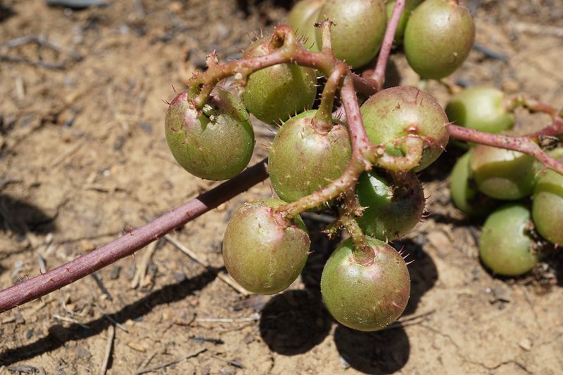 Cyphostemma spinosopilosum, photographed by Andrew Hankey