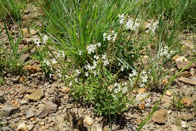 Chascanum hederaceum, photographed by Andrew Hankey