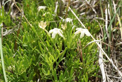 Chascanum hederaceum, photographed by Andrew Hankey