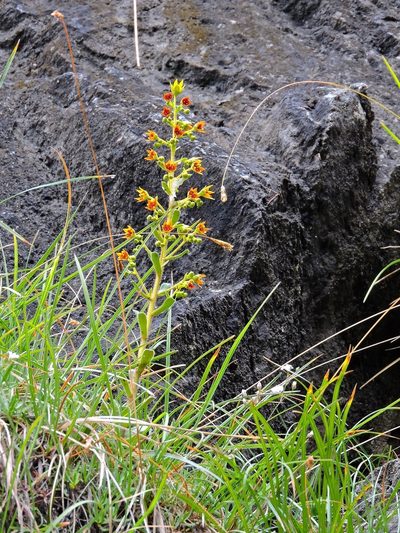 Saxifraga mutata, photographed by Karsten Rohweder