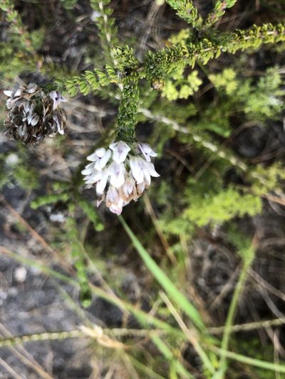 Aspalathus globulosa, photographed by Sean Privett