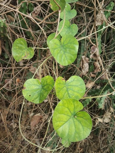 Rivea hypocrateriformis, photographed by S.MORE