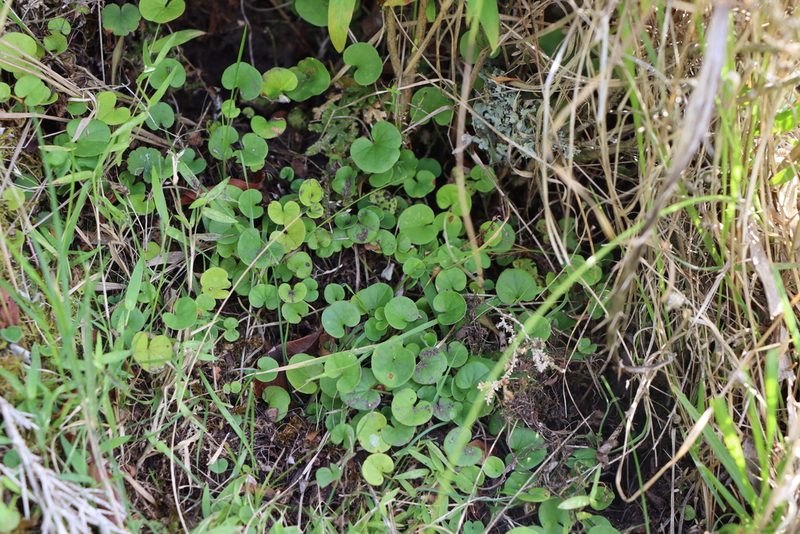 Dichondra microcalyx, photographed by Florencia Grattarola