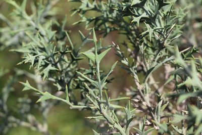 Colletia paradoxa, photographed by Florencia Grattarola