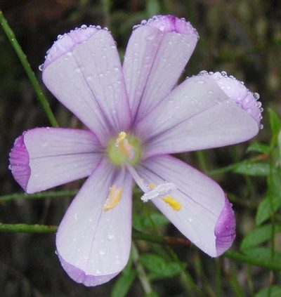 Geissorhiza elsiae, photographed by Nicola van Berkel