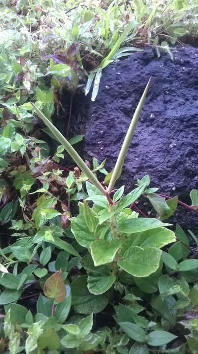 Ceropegia lawii, photographed by S.MORE