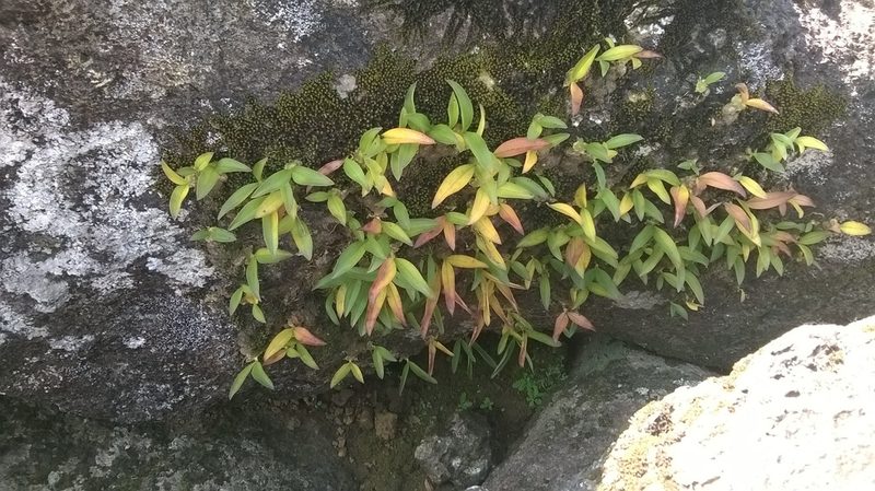 Porpax braccata, photographed by S.MORE