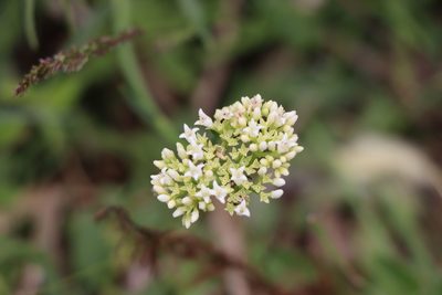 Galianthe fastigiata, photographed by Florencia Grattarola