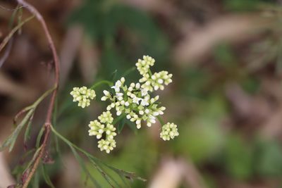Galianthe fastigiata, photographed by Florencia Grattarola