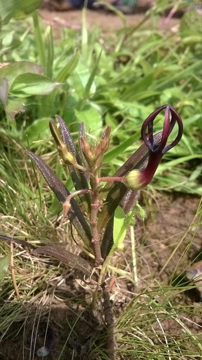 Ceropegia jainii, photographed by S.MORE