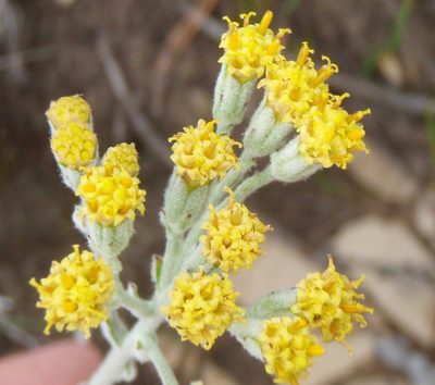 Senecio pauciflosculosus, photographed by Nicola van Berkel