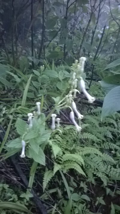 Ceropegia sahyadrica, photographed by S.MORE