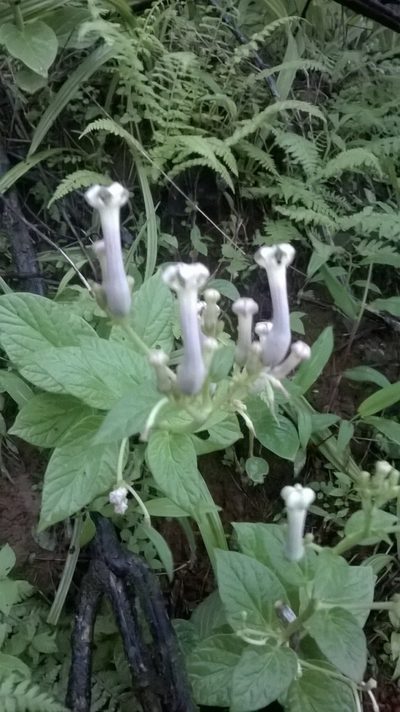Ceropegia sahyadrica, photographed by S.MORE