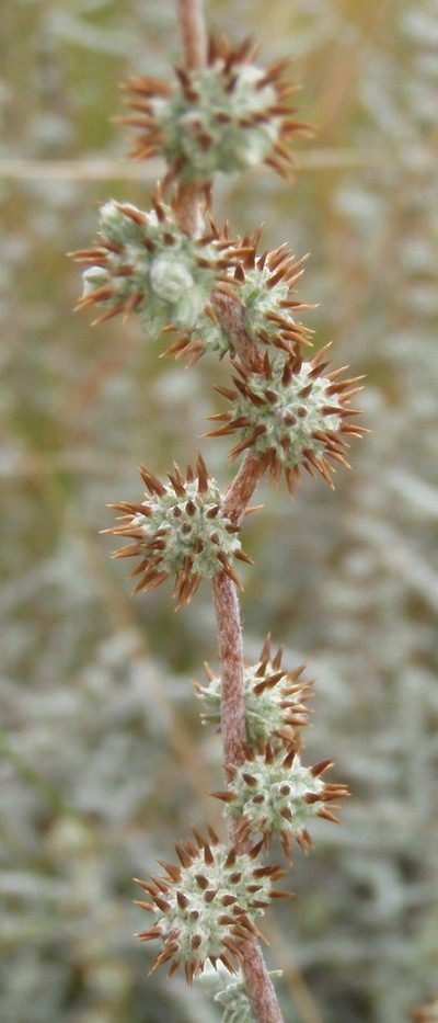 Stoebe burchellii, photographed by Nicola van Berkel