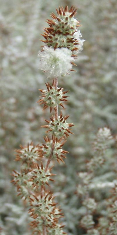Stoebe burchellii, photographed by Nicola van Berkel