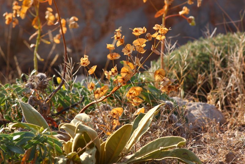 Euphorbia kotschyana, photographed by Christoph Moning