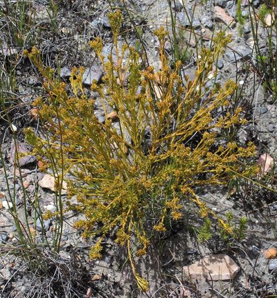 Thesium capitellatum, photographed by Brian du Preez