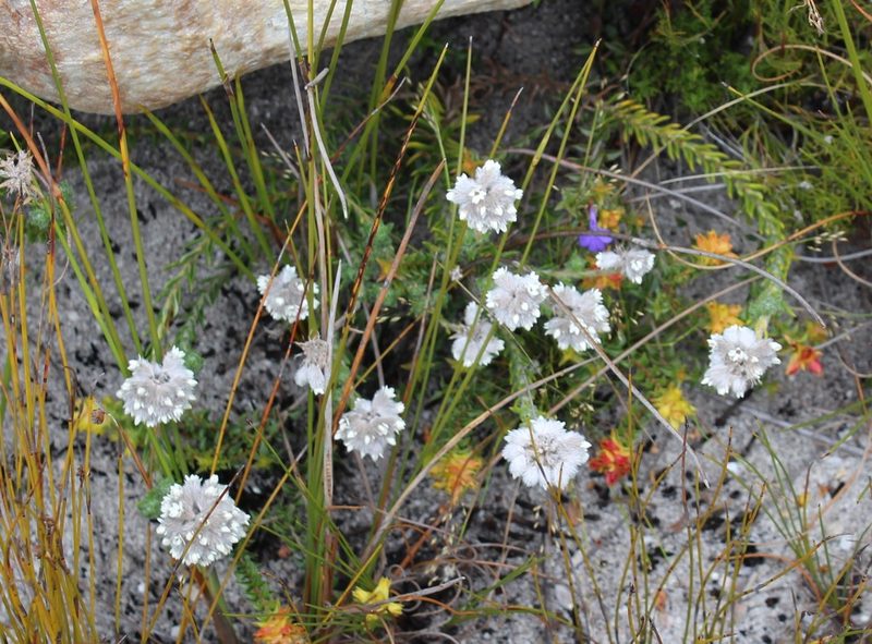 Anaxeton hirsutum, photographed by Brian du Preez