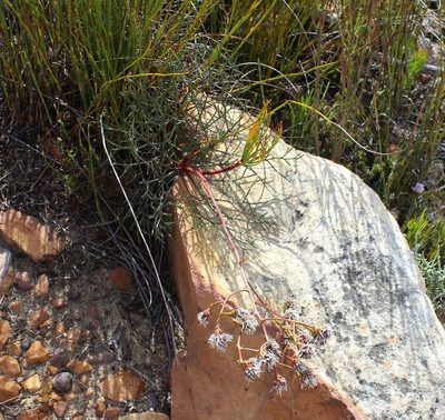 Serruria williamsii, photographed by Brian du Preez
