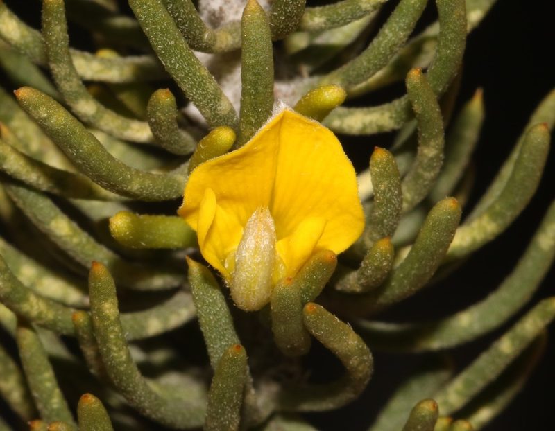 Aspalathus burchelliana, photographed by Brian du Preez