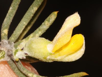 Aspalathus burchelliana, photographed by Brian du Preez