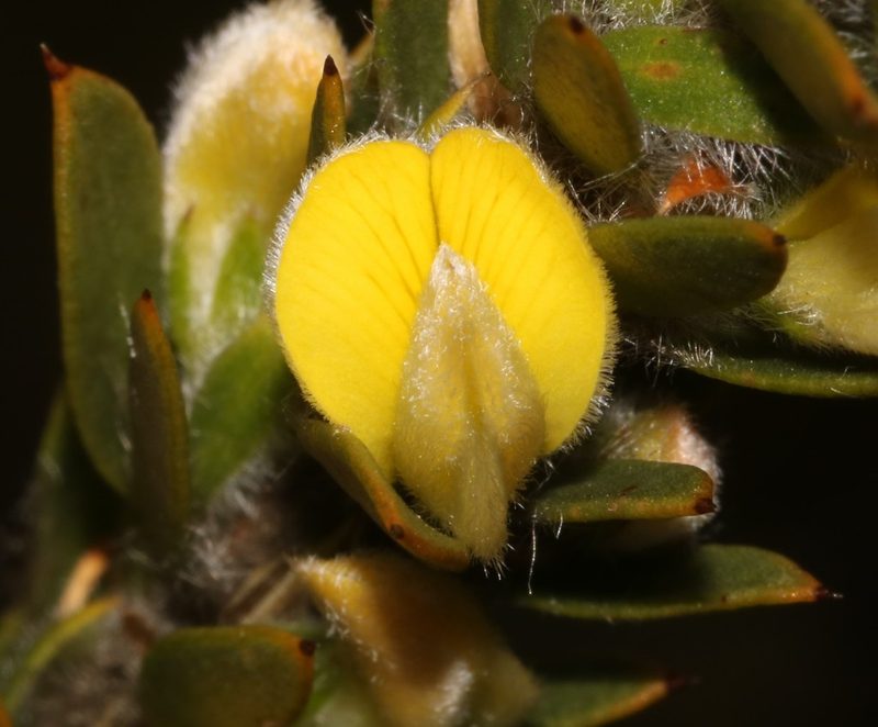 Aspalathus vulpina, photographed by Brian du Preez