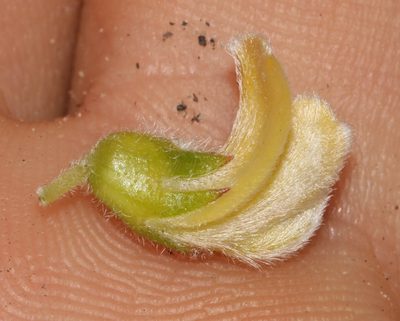 Aspalathus vulpina, photographed by Brian du Preez