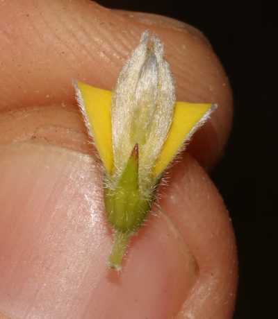 Aspalathus vulpina, photographed by Brian du Preez