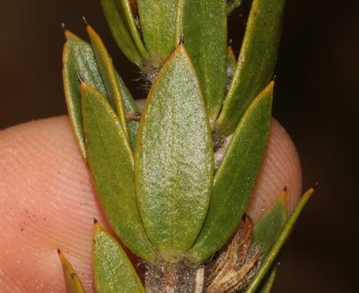 Aspalathus vulpina, photographed by Brian du Preez