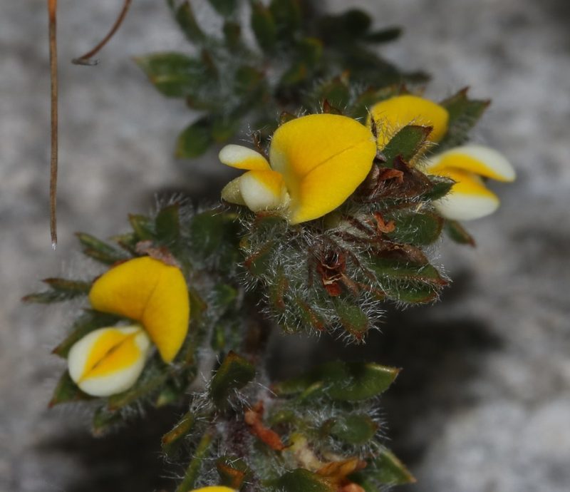 Aspalathus taylorii, photographed by Brian du Preez