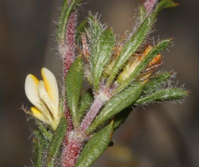 Aspalathus taylorii, photographed by Brian du Preez