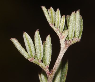 Indigofera pilgeriana, photographed by Brian du Preez