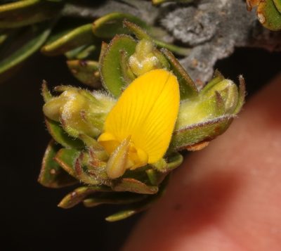 Aspalathus securifolia, photographed by Brian du Preez