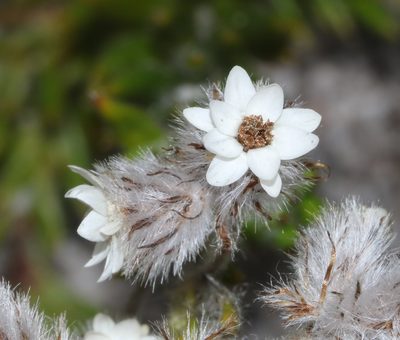 Anaxeton hirsutum, photographed by Brian du Preez