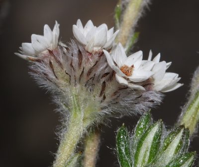 Anaxeton hirsutum, photographed by Brian du Preez