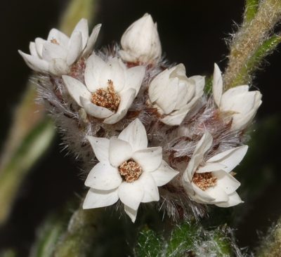 Anaxeton hirsutum, photographed by Brian du Preez