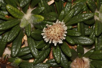 Oldenburgia paradoxa, photographed by Brian du Preez