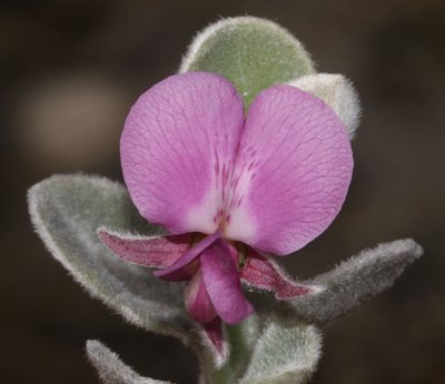 Podalyria hirsuta, photographed by Brian du Preez