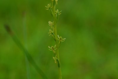 Peristylus densus, photographed by S.MORE