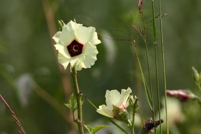 Abelmoschus esculentus, photographed by Christoph Moning