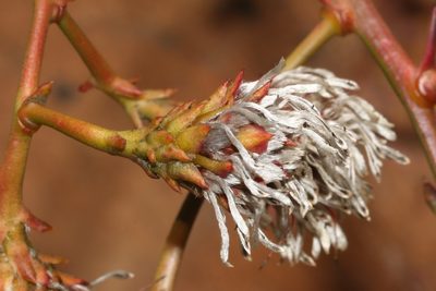 Serruria williamsii, photographed by Brian du Preez