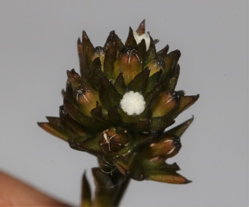 Thesium capitellatum, photographed by Brian du Preez